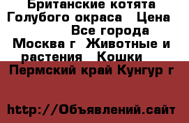 Британские котята Голубого окраса › Цена ­ 8 000 - Все города, Москва г. Животные и растения » Кошки   . Пермский край,Кунгур г.